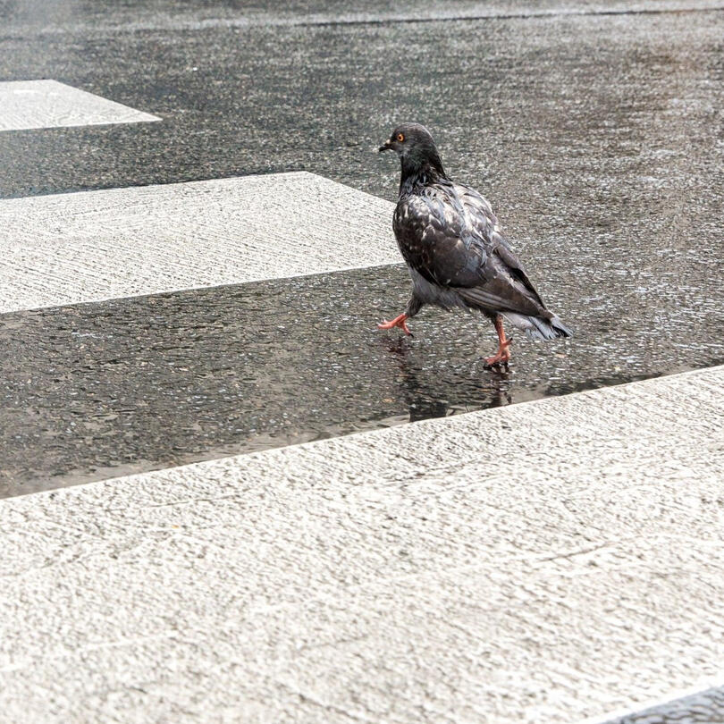 This Jay Walker
